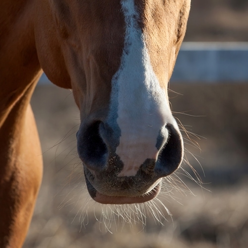 IAD affects the breathing of active horses.