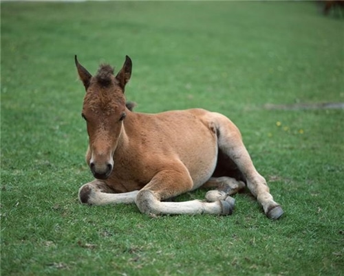All horse owners have their own style of weaning foals - whether abrupt or gradual - but all agree the foal should be feeding independently before the process begins.