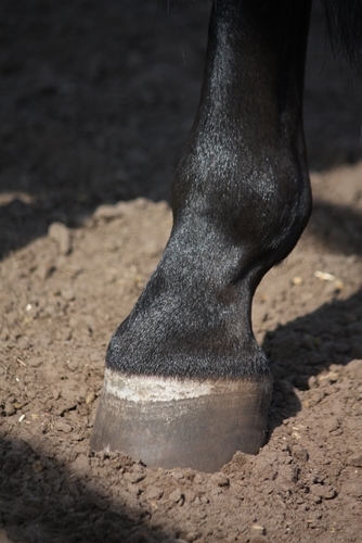 Older horses with advanced arthritis tend to appreciate working on each foot for a short time and rotating around.