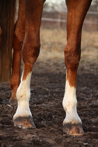 Signs of scratches on a horse's lower limb skin include swelling, itching and oozing.