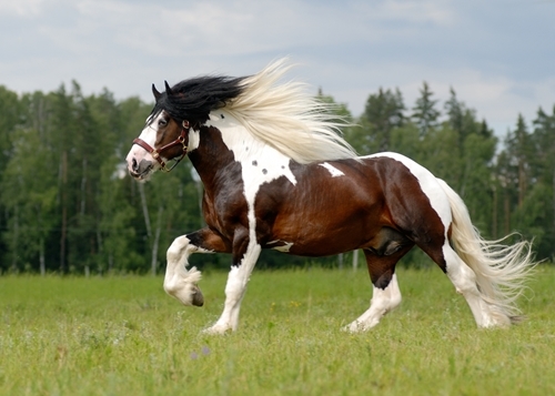 A horse has about 205 bones in its body.