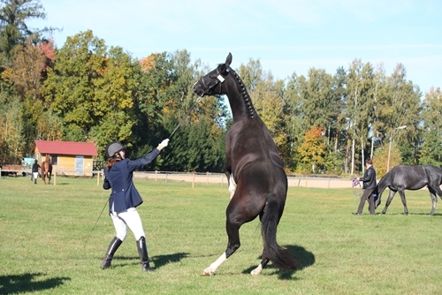 A scared horse can pose dangers for both the animal and the handler.