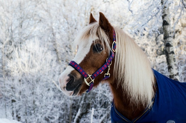 Winter Care Tips for Horses