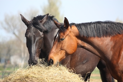 The 3 best vitamins for your horse's diet