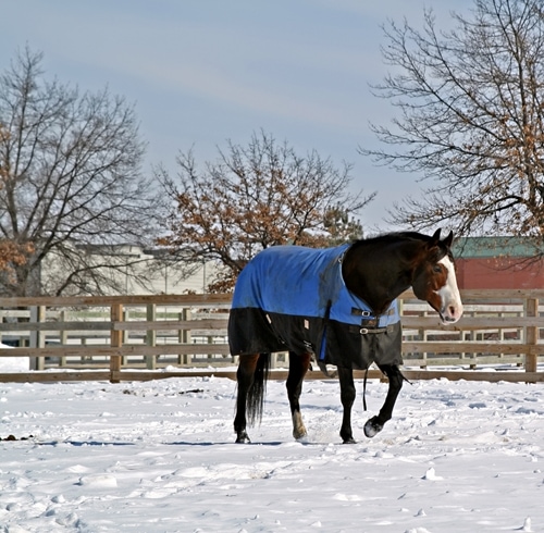 A bay stallion walks in the snow with a blanket.