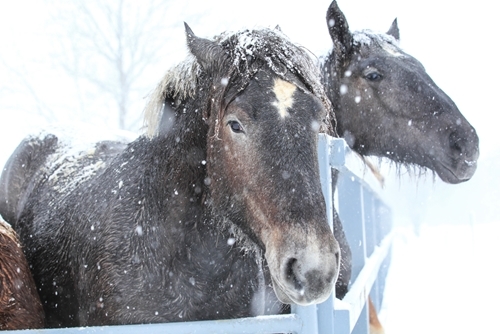 Horses still need to exercise and stay active, even if the weather outside is frightful.