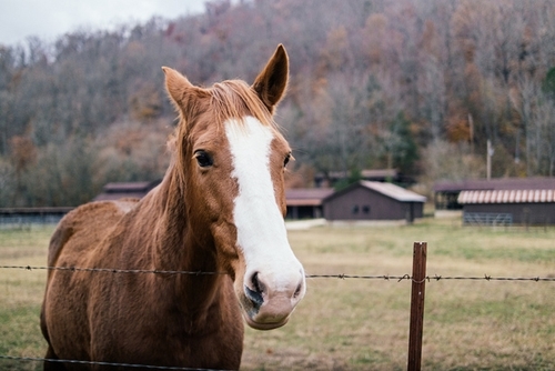 Noticing the position of the horse's ears can help indicate what mood it's in.
