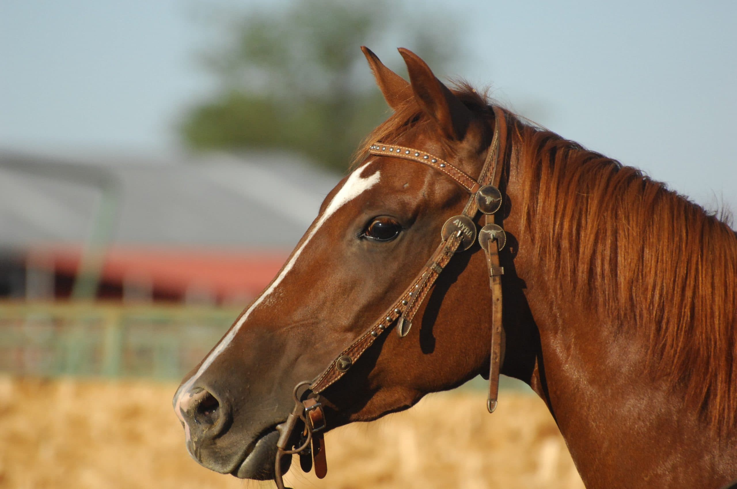 horse cough