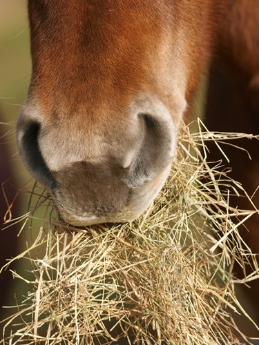 Try not to overfeed your horse while it's sick or injured.