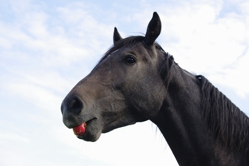 Apples are always great, healthy snacks for a horse.