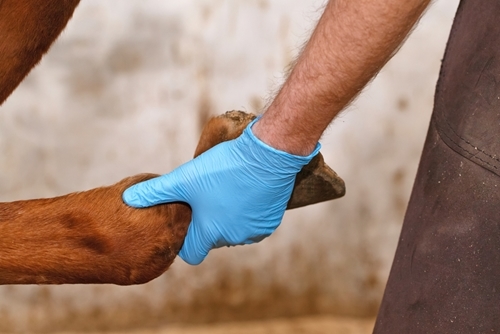 Here are a few initial steps to take for treating your horse's minor injuries.