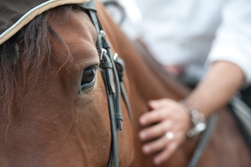 Researchers say positive reinforcement is the key to enhancing a horse's memory.