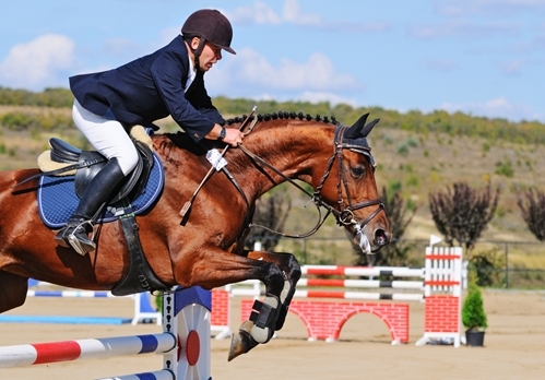 Showjumping horses have exceptionally high risk for developing gastric ulcers.