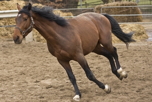 Exercise can make a horse stronger and more capable.