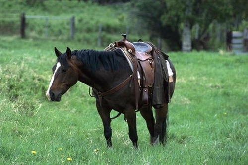 Fitting a saddle properly is key to the health of your horse.