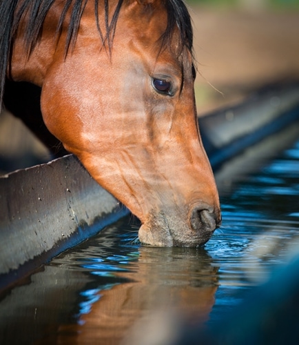 Here is what you need to know about your horse's hydration needs.