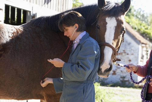 Becoming a horse vet is a great way to support the animals you love.
