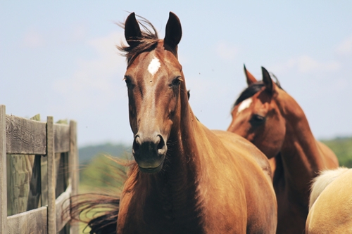 Before buying a horse, take some time to understand his temperament and medical needs.