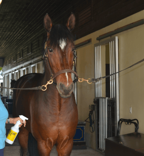 Much goes in to ensuring a show horse is in their best condition