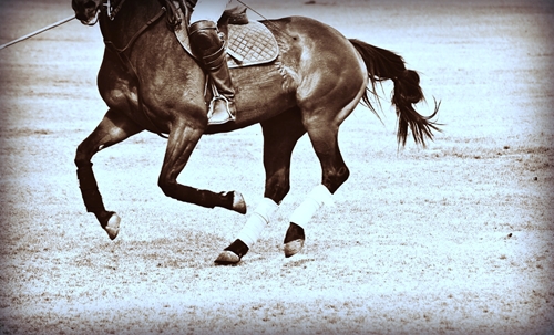 Keeping your horse's hooves healthy is an important aspect of care.