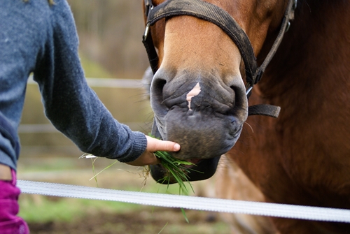 Most therapy horses are donated to treatment facilities by their owners.