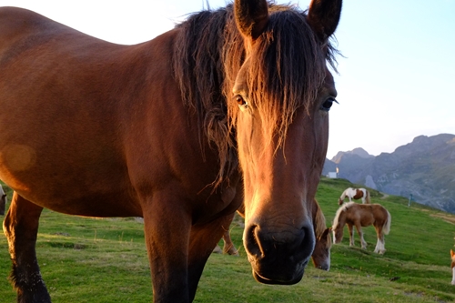 Although organ failure is rare, horses can easily develop liver disease.