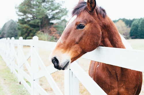 minor scrape can cause enough pain in horse