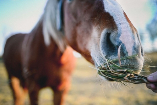 Horses need small feedings throughout the day.