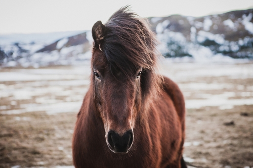 Horses respond equally well to visual and auditory signals.