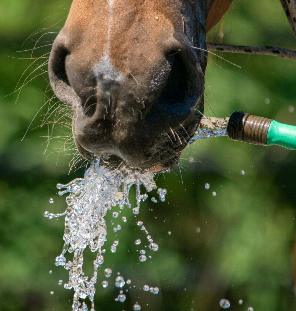 A horse drinking from a green garden hose.
