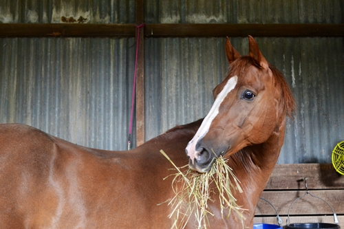 Allow horses to eat hay while in their stalls to promote digestive regularity.