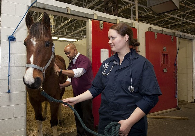 Vaccinating your horse is something that something that should be done regularly, but there are number of things to know before actually administering a shot.