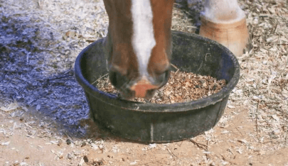 monesin in horses feed
