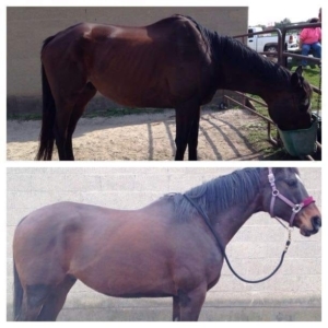 Horse improvement on Muscle Tone
