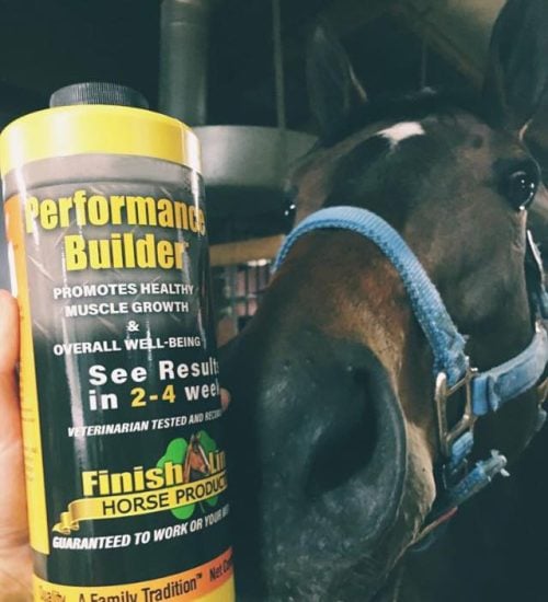 The Look of a Horse on Finish Line Horse Products Finish Line® Horse