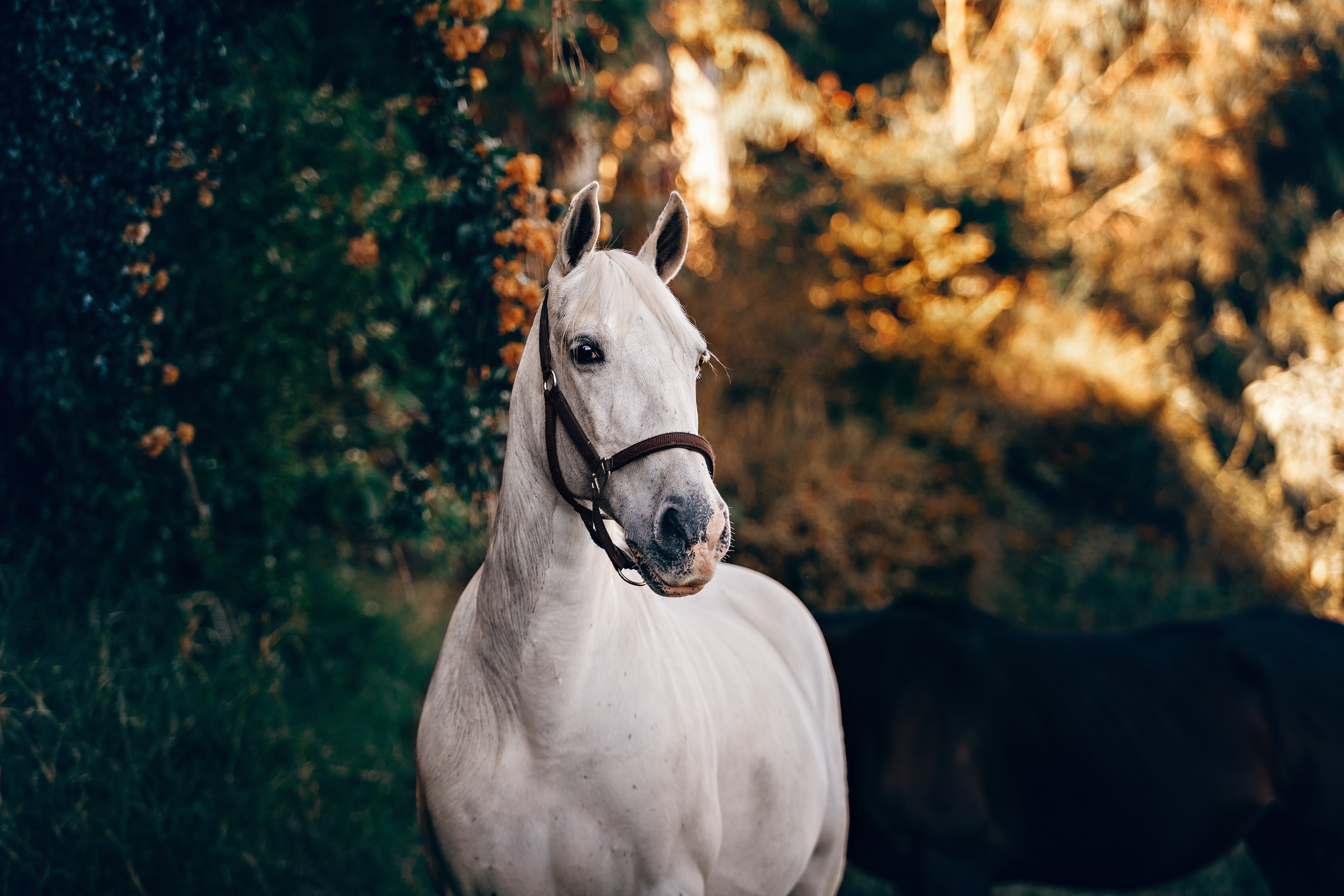 Белый конь. Красивые лошади. Обои лошади. Красивый конь.