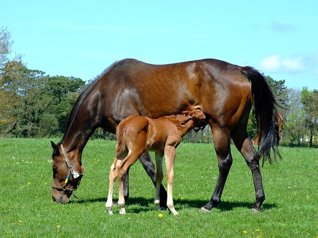 mothers day for horses