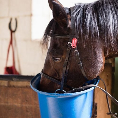 Are multivitamins necessary for horses?