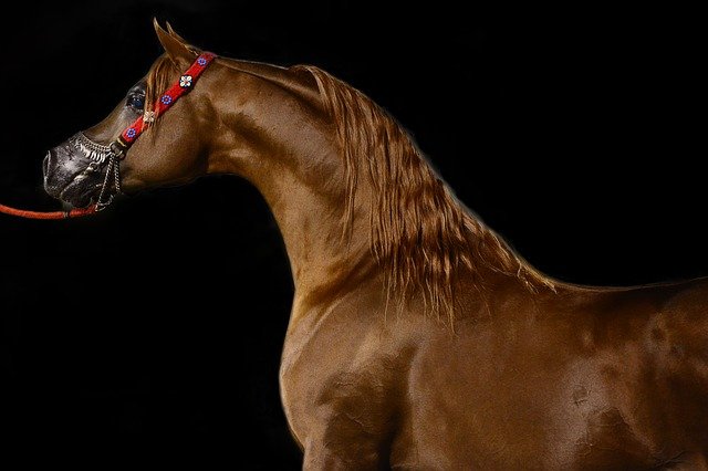 scottsdale arabian horses