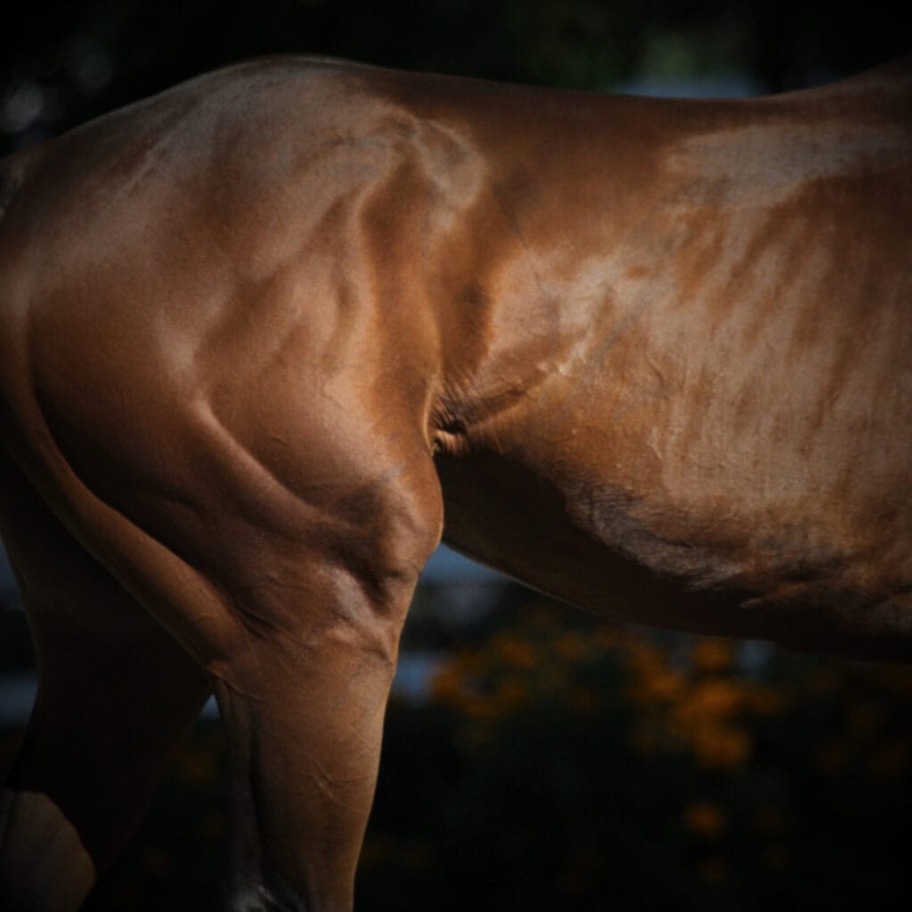 Build health horse muscle mass with Performance Builder from Finish Line Horse Products