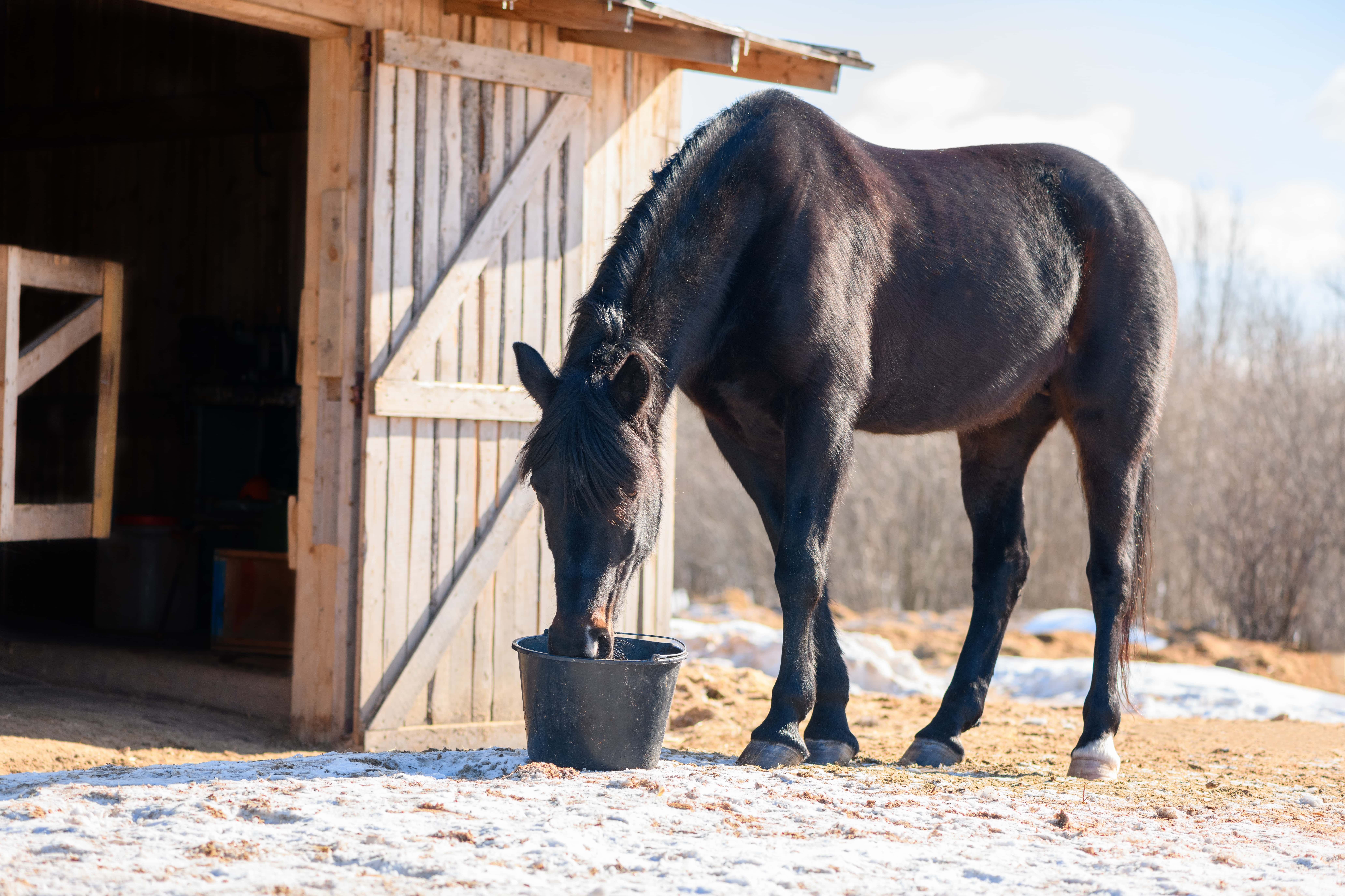 Equine Anemia and Simple Tips for Healthy Blood Counts - Finish Line® Horse  Products, Inc