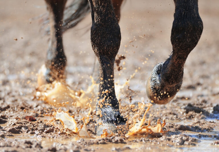 Equine hoof health is a vital health topic. Learn how to care for your horse's hooves.